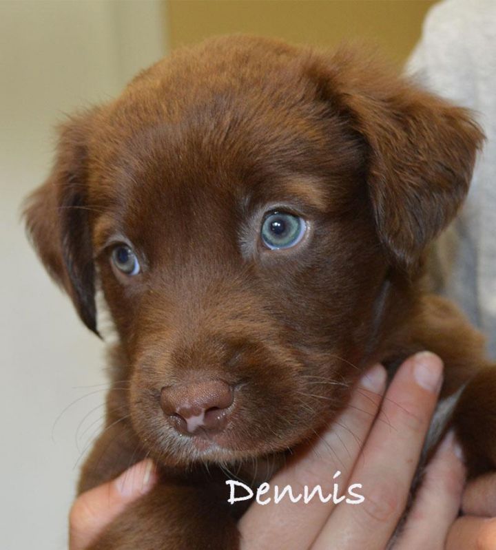 Dennis 2