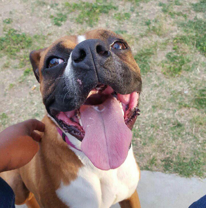 Sam the Boxer  ADOPTED 3