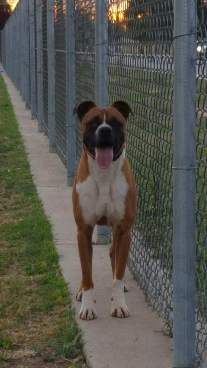 Sam the Boxer  ADOPTED 4