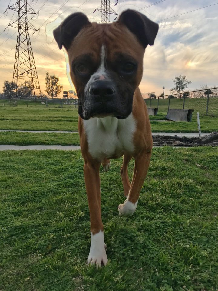 Sam the Boxer  ADOPTED 6