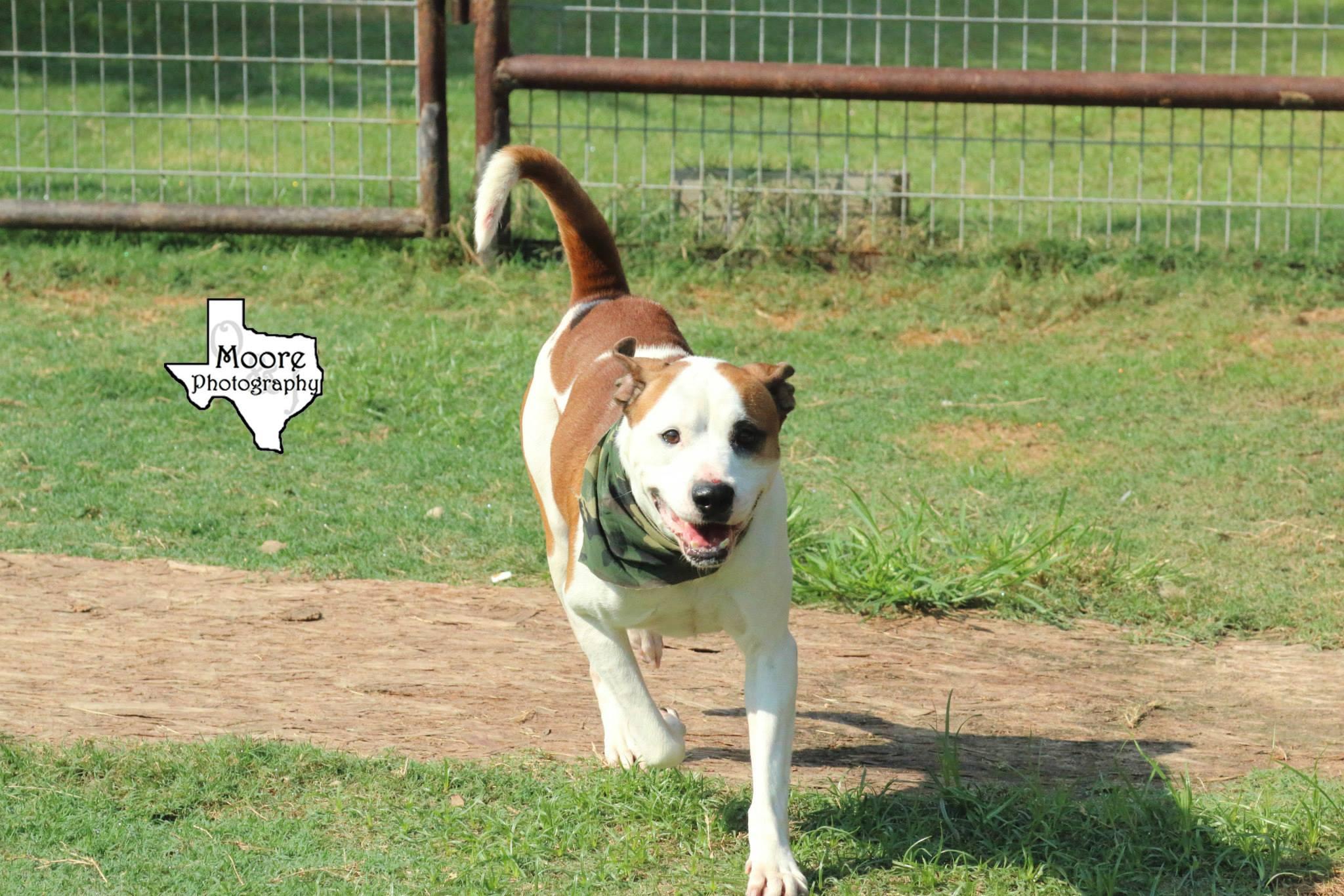 Bruno, an adoptable American Bulldog, Pit Bull Terrier in Cat Spring, TX, 78933 | Photo Image 3