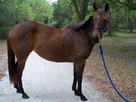 ROSE CLASSIC, an adoptable Thoroughbred in Oldsmar, FL_image-1
