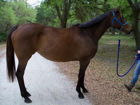 SUMMERTIME GROOVE, an adoptable Thoroughbred in Oldsmar, FL_image-2