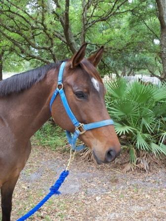 SUMMERTIME GROOVE, an adoptable Thoroughbred in Oldsmar, FL_image-3