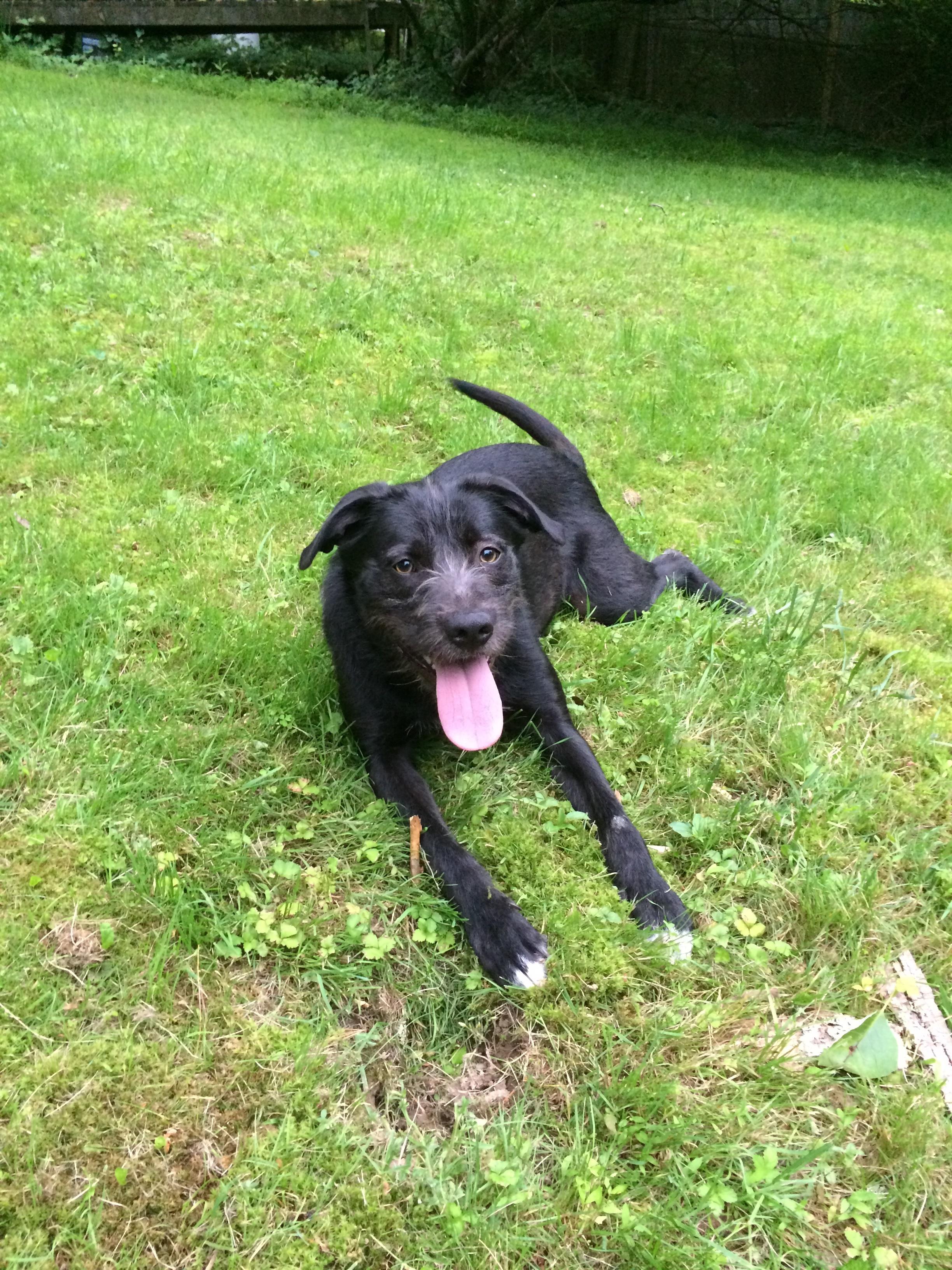 Bear, an adoptable Brussels Griffon, Labrador Retriever in Cortlandt Manor, NY, 10567 | Photo Image 3
