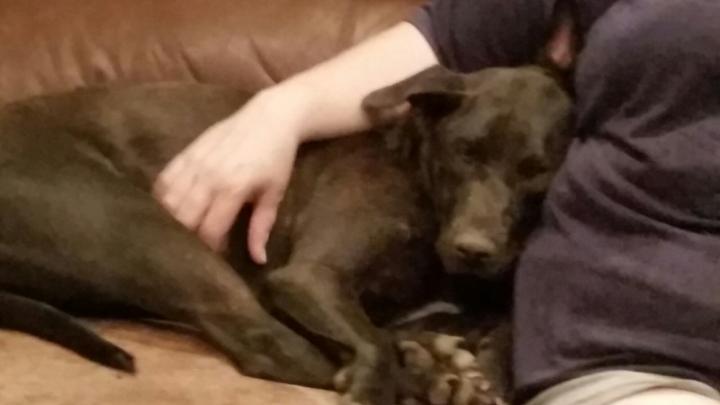 Lucy, an adoptable Labrador Retriever, Boxer in Petrolia, TX, 76377 | Photo Image 1