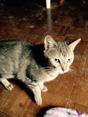 Mibster, Adult Female unknown