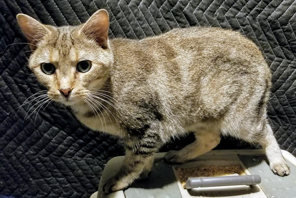 Mibster, an adoptable Domestic Short Hair in Leitchfield, KY, 42754 | Photo Image 2