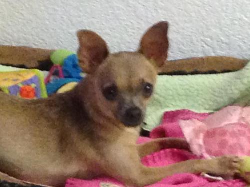 Chica, an adoptable Chihuahua in Modesto, CA, 95355 | Photo Image 1