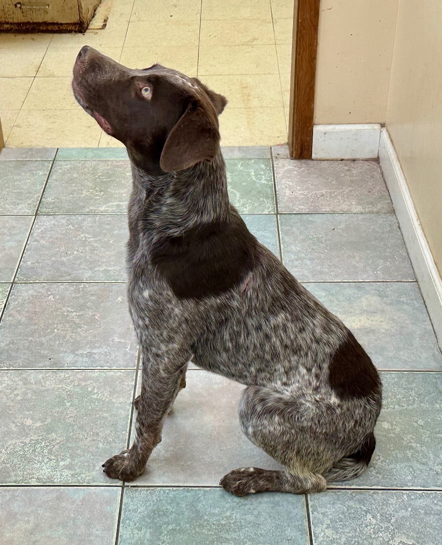 BIG BOYS NEED LOVE TOO, an adoptable German Shorthaired Pointer, Labrador Retriever in Northwood, OH, 43619 | Photo Image 1
