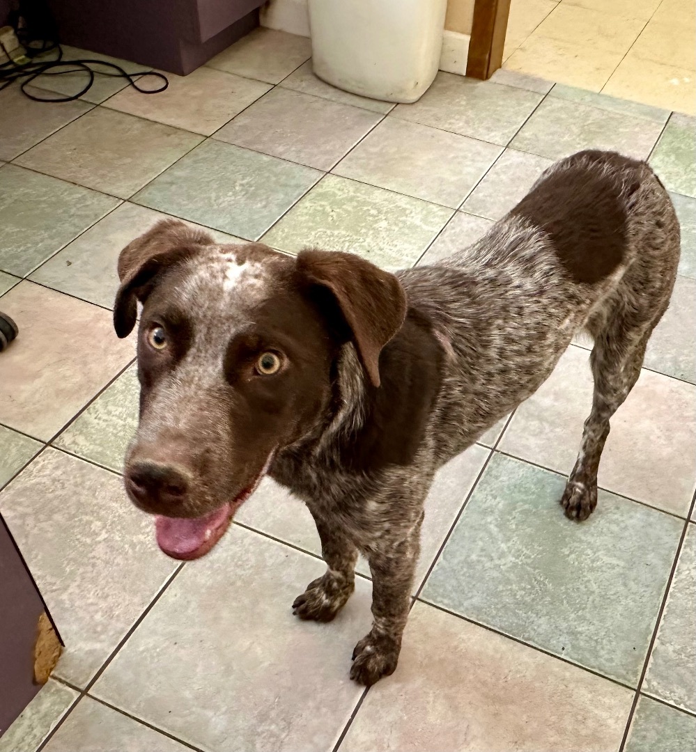 BIG BOYS NEED LOVE TOO, an adoptable German Shorthaired Pointer, English Pointer in Northwood, OH, 43619 | Photo Image 5