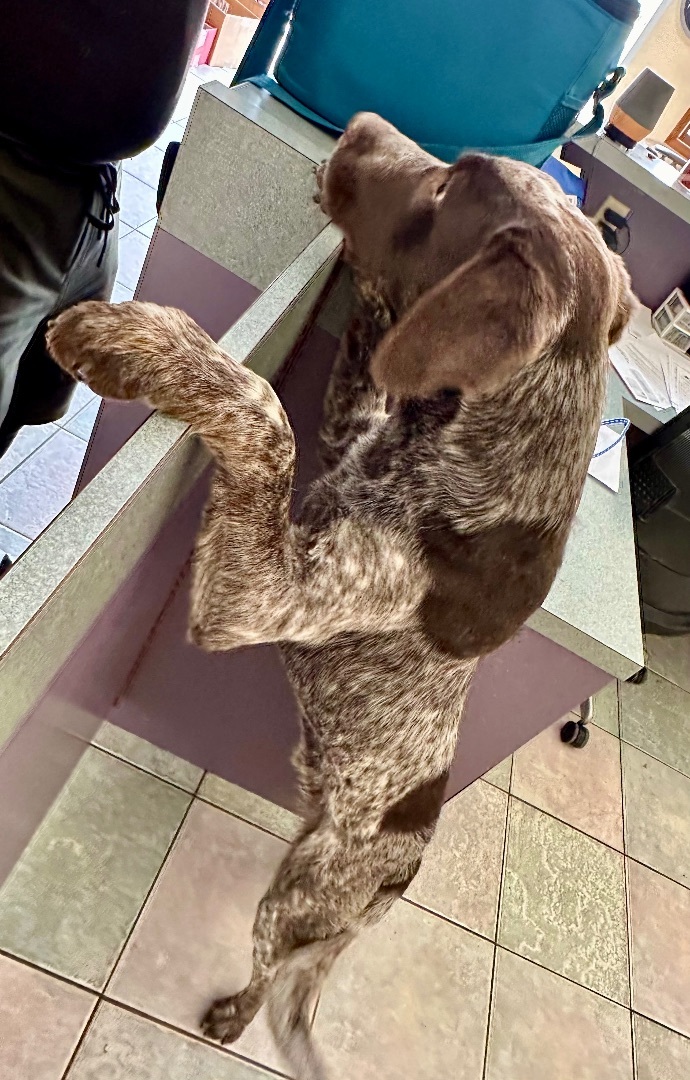 BIG BOYS NEED LOVE TOO, an adoptable German Shorthaired Pointer, English Pointer in Northwood, OH, 43619 | Photo Image 6