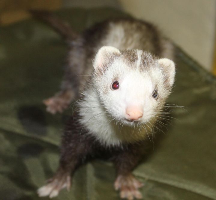 Bella, an adopted Ferret in Randolph, NJ_image-1