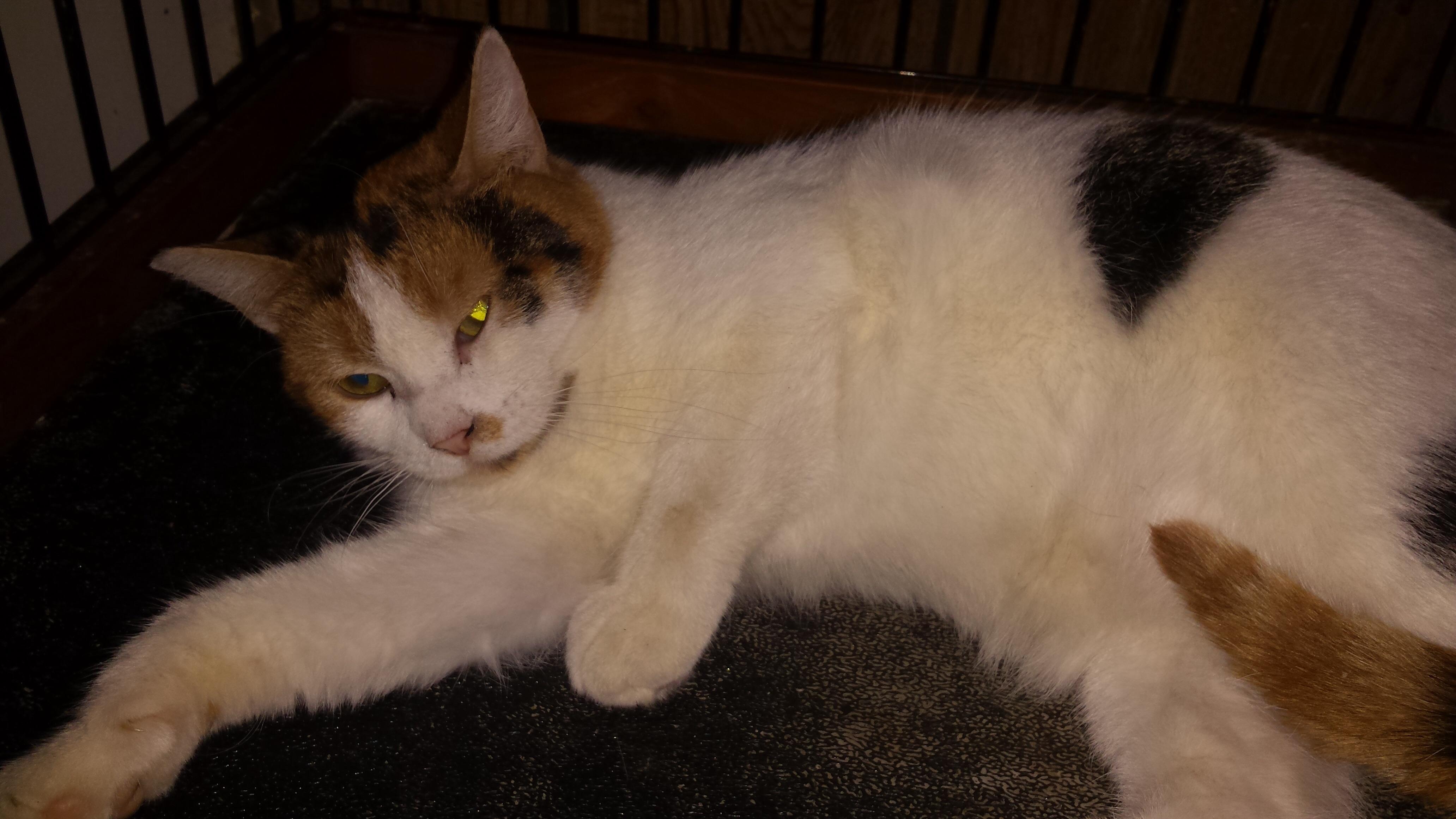 Sophia Maria- barn cat, an adoptable Tabby, Domestic Short Hair in Farmland, IN, 47340 | Photo Image 2