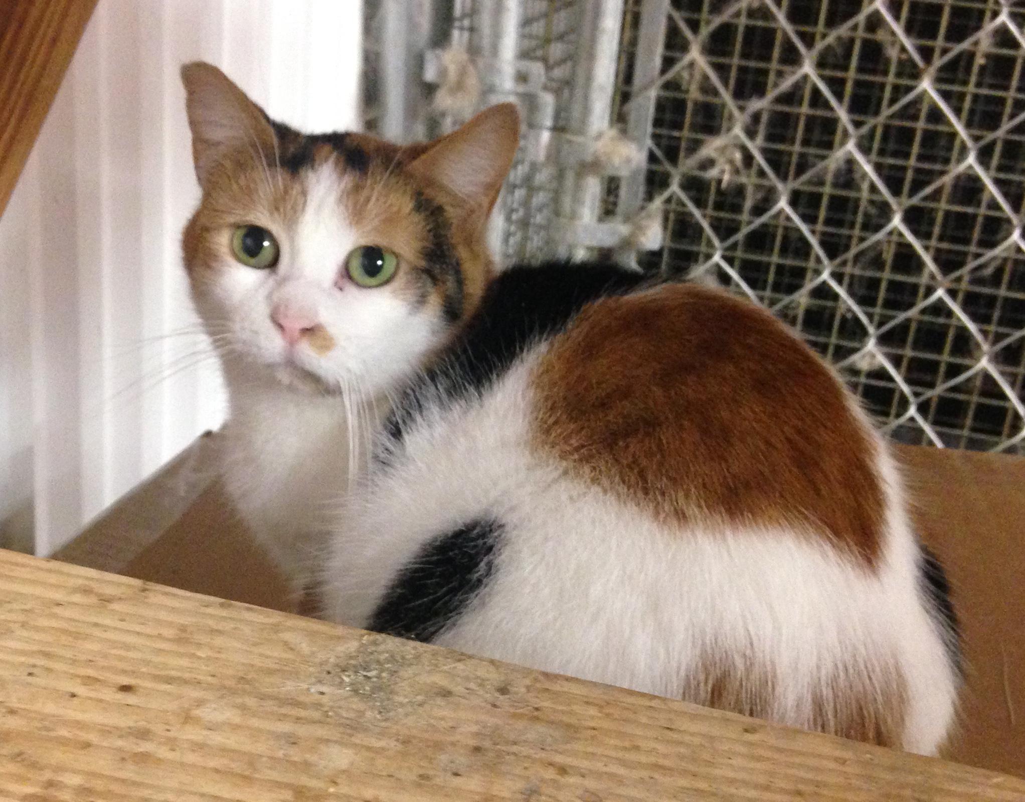 Sophia Maria- barn cat, an adoptable Tabby, Domestic Short Hair in Farmland, IN, 47340 | Photo Image 1