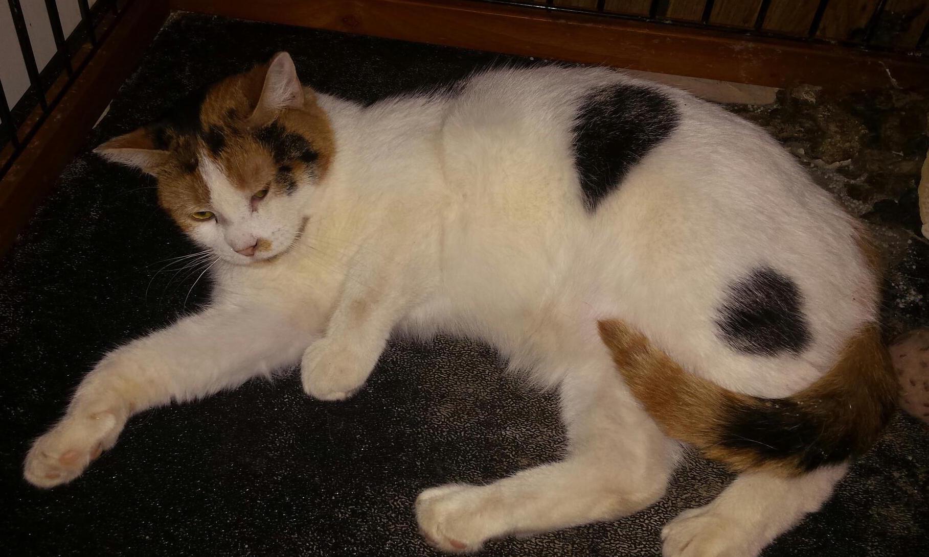 Sophia Maria- barn cat, an adoptable Tabby, Domestic Short Hair in Farmland, IN, 47340 | Photo Image 3