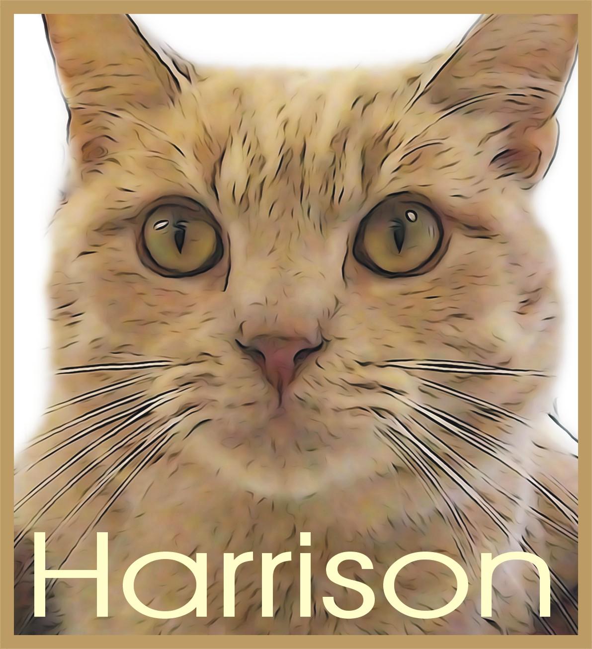 HARRISON HONEYCUT, an adoptable Domestic Short Hair, Tabby in Fremont, OH, 43420 | Photo Image 1