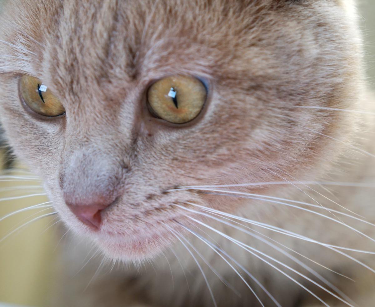 HARRISON HONEYCUT, an adoptable Domestic Short Hair, Tabby in Fremont, OH, 43420 | Photo Image 3