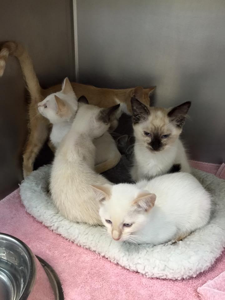 Siamese Kittens 1