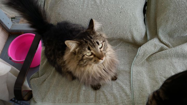 Cat for adoption - Fluffy, a Tabby & Domestic Long Hair Mix in Valley  Center, CA | Petfinder