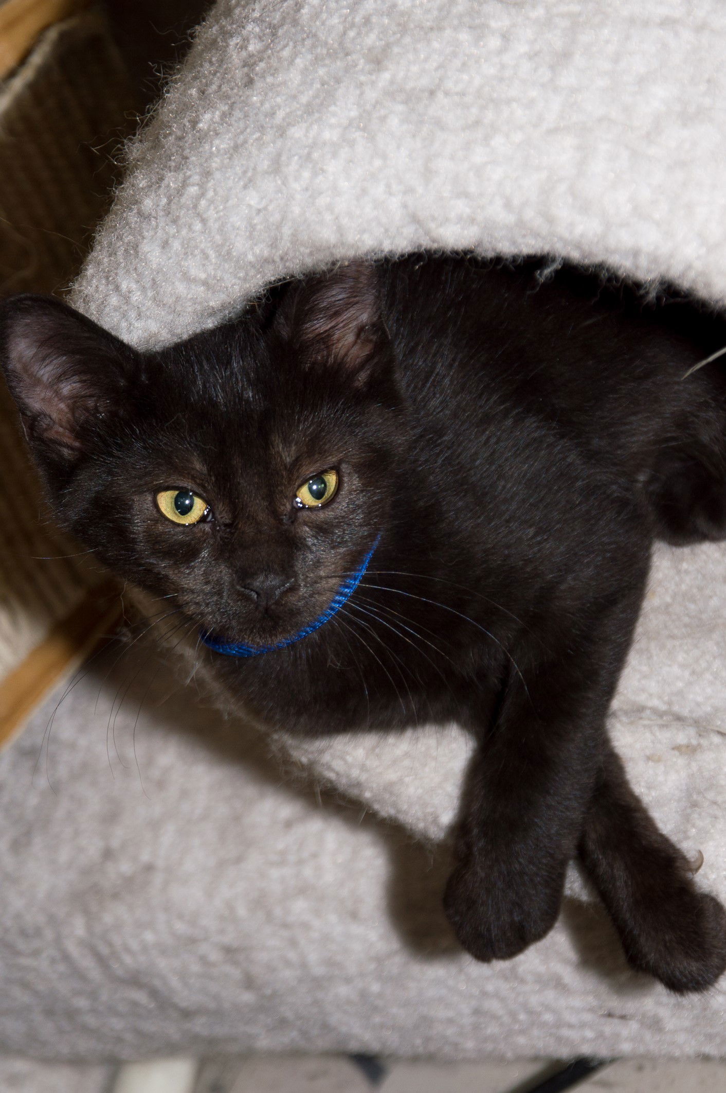 Indigo, an adoptable Domestic Short Hair in Philadelphia, PA, 19111 | Photo Image 2