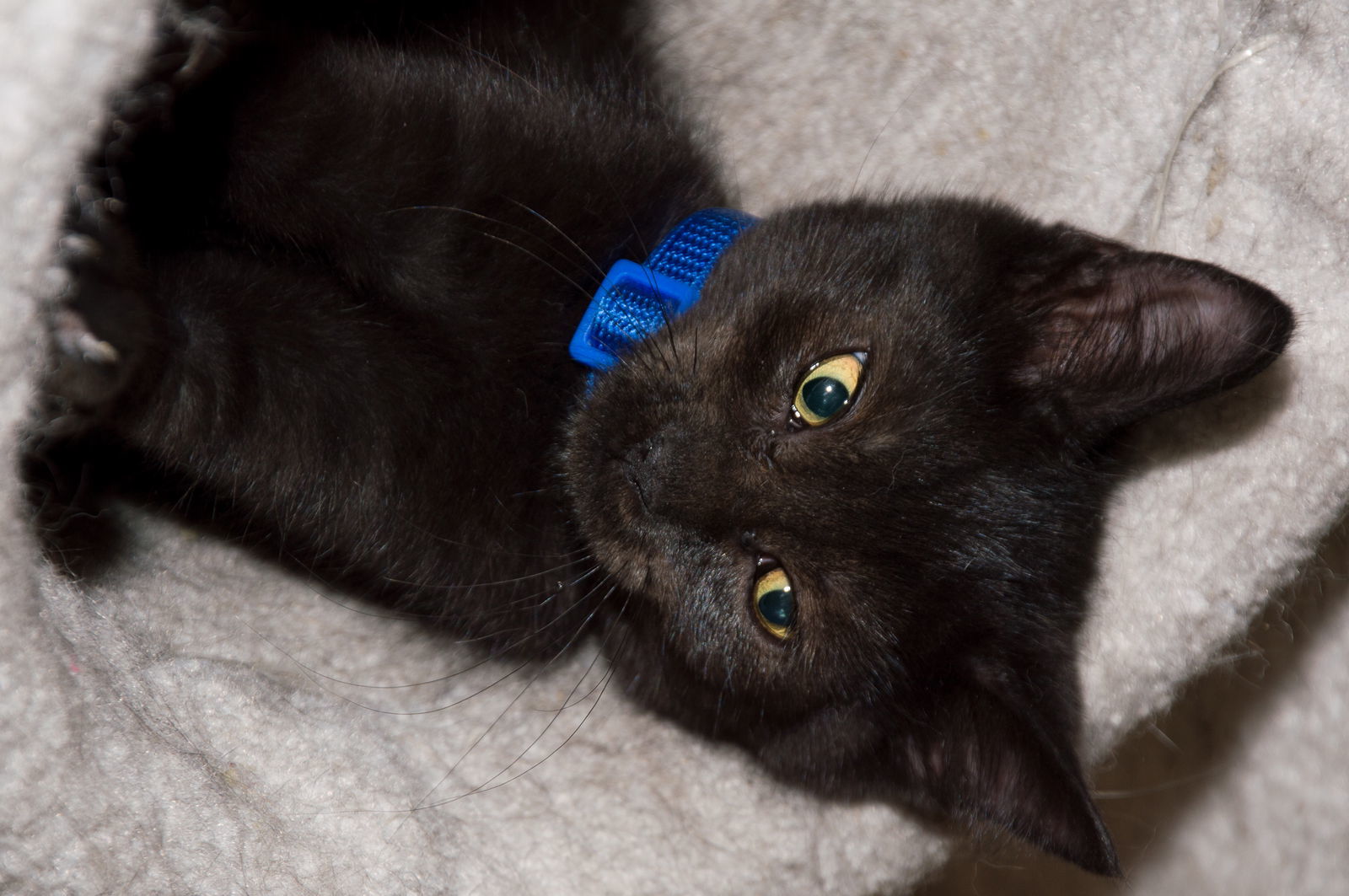 Indigo, an adoptable Domestic Short Hair in Philadelphia, PA, 19111 | Photo Image 3