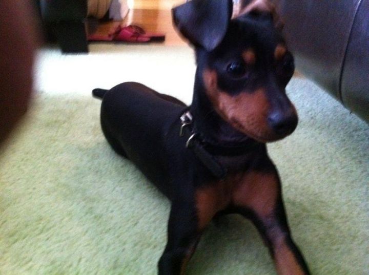 Spike, an adopted Miniature Pinscher in Vaudreuil-Dorion, QC_image-2