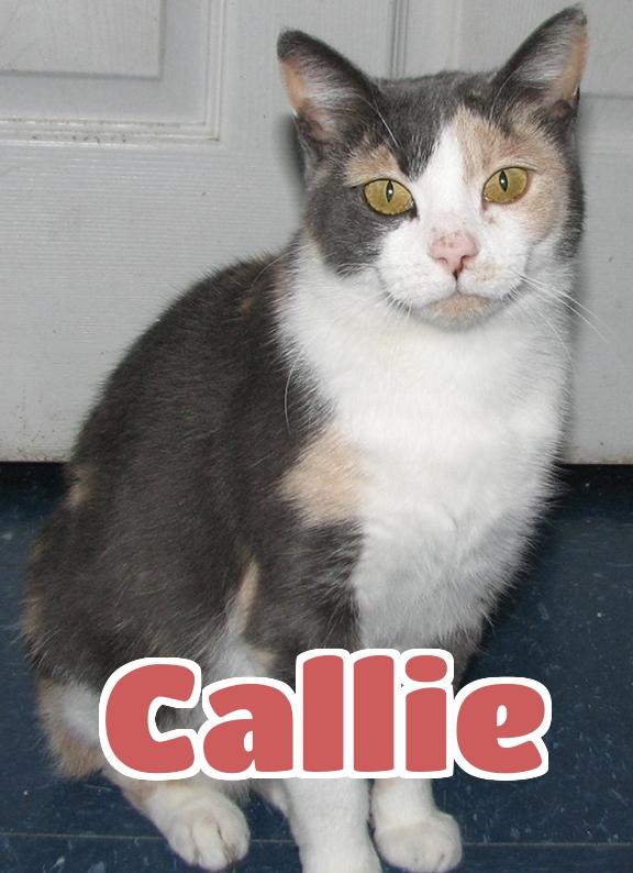 #3878 Callie 2