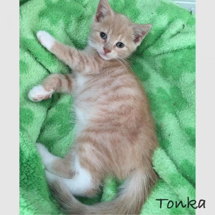 Tonka 2