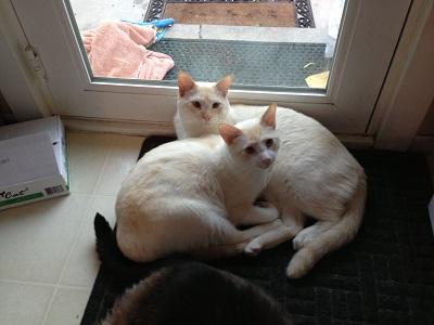 Cat For Adoption Max Gideon A Siamese Mix In Woodland Hills