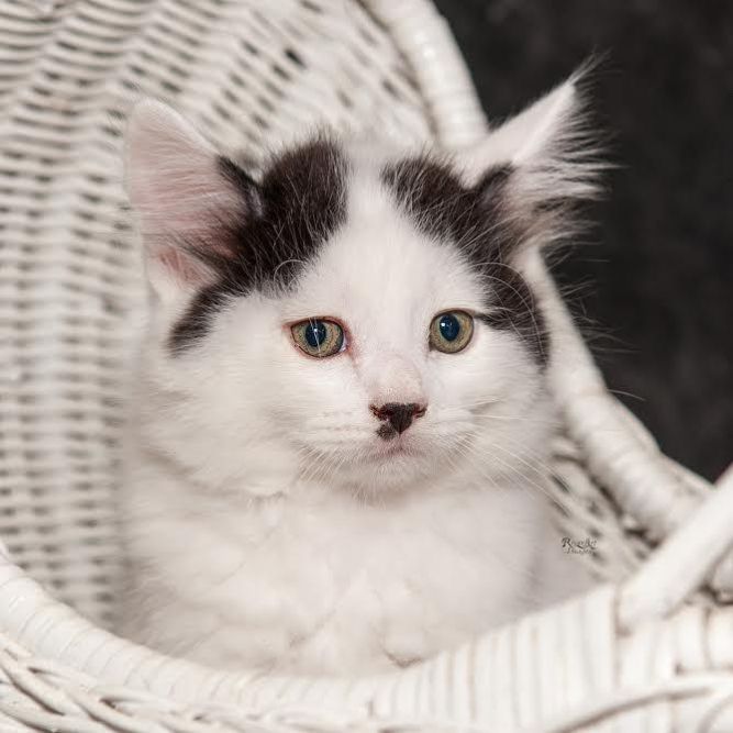 Greta's Kitten in foster