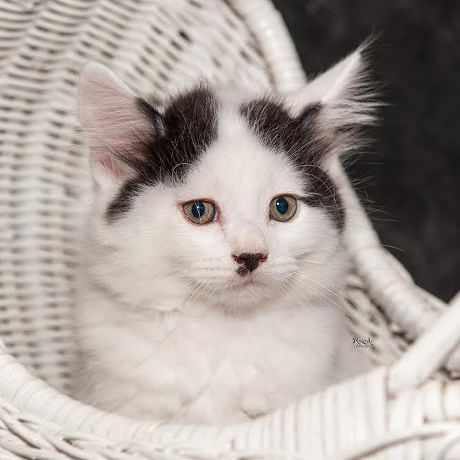 Greta's Kitten in foster 1