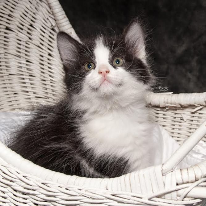 Greta's Kitten in Foster