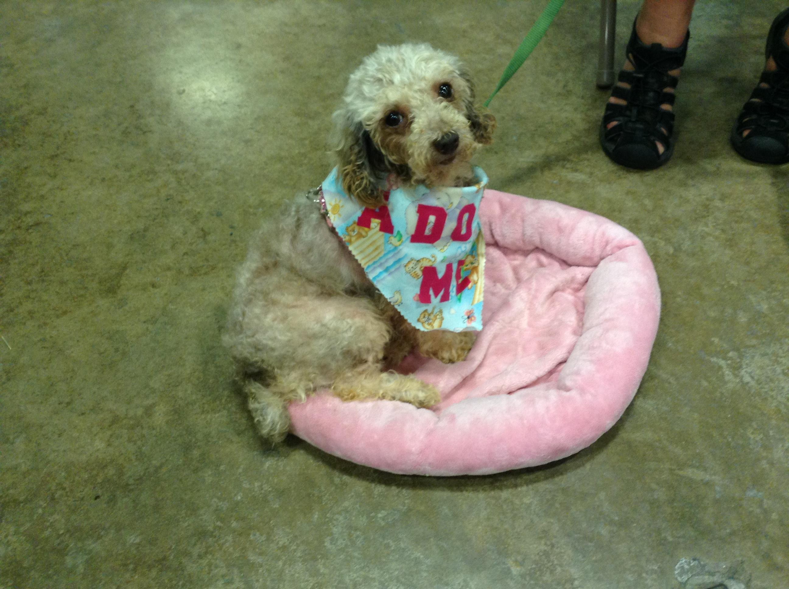 Ashleigh - Resident Angel  (Permanent Foster), an adoptable Poodle in Quentin, PA, 17083 | Photo Image 2
