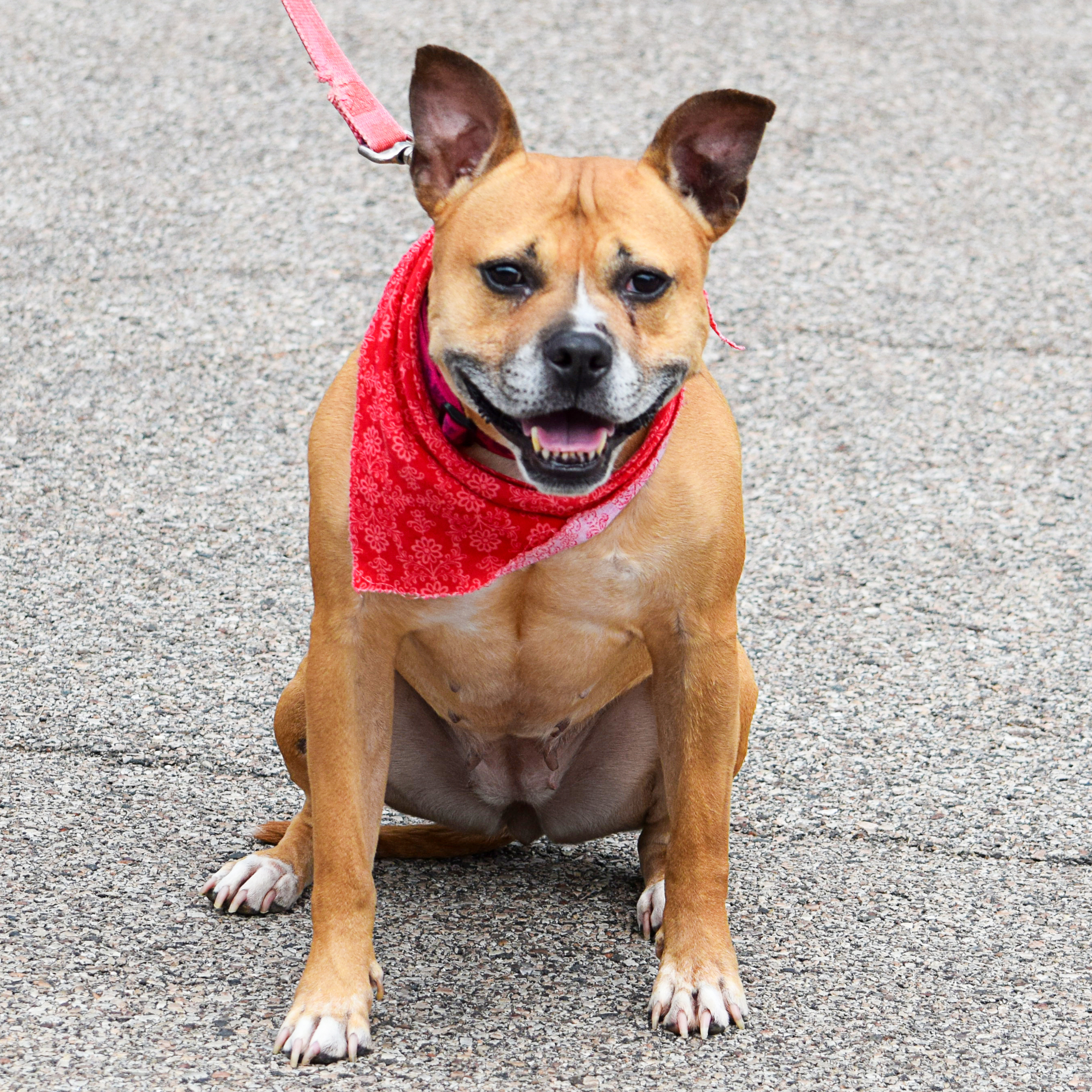 Frenchie, an adoptable American Staffordshire Terrier, Boxer in Huntley, IL, 60142 | Photo Image 2