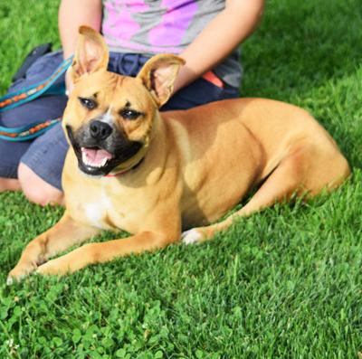 Frenchie, an adoptable American Staffordshire Terrier, Boxer in Huntley, IL, 60142 | Photo Image 3