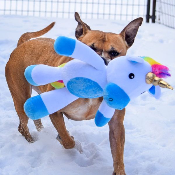 Frenchie, an adoptable American Staffordshire Terrier, Boxer in Huntley, IL, 60142 | Photo Image 4