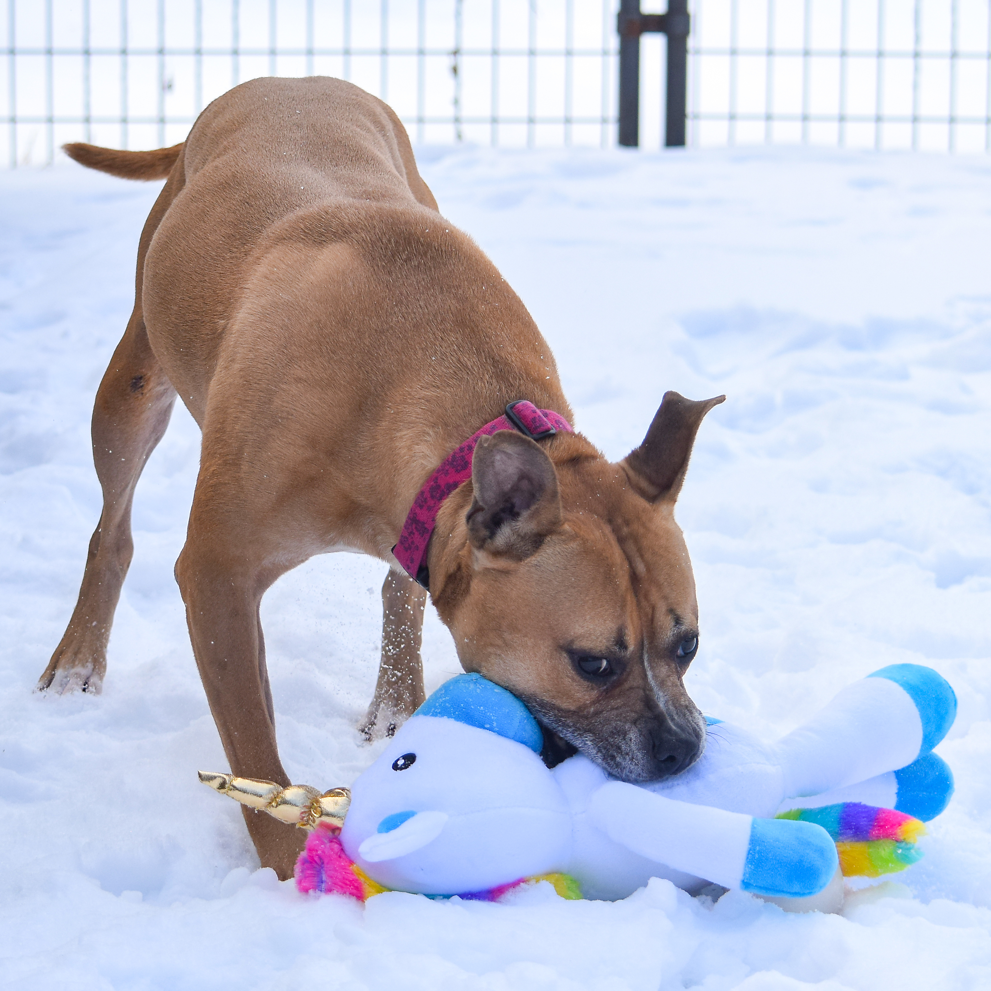 Frenchie, an adoptable American Staffordshire Terrier, Boxer in Huntley, IL, 60142 | Photo Image 5