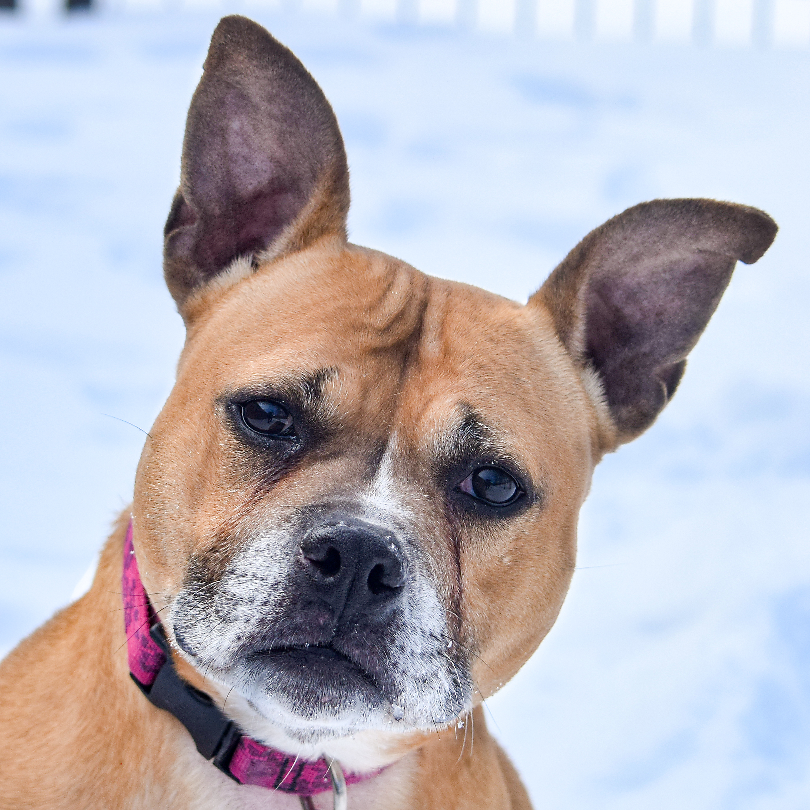 Frenchie, an adoptable American Staffordshire Terrier, Boxer in Huntley, IL, 60142 | Photo Image 1