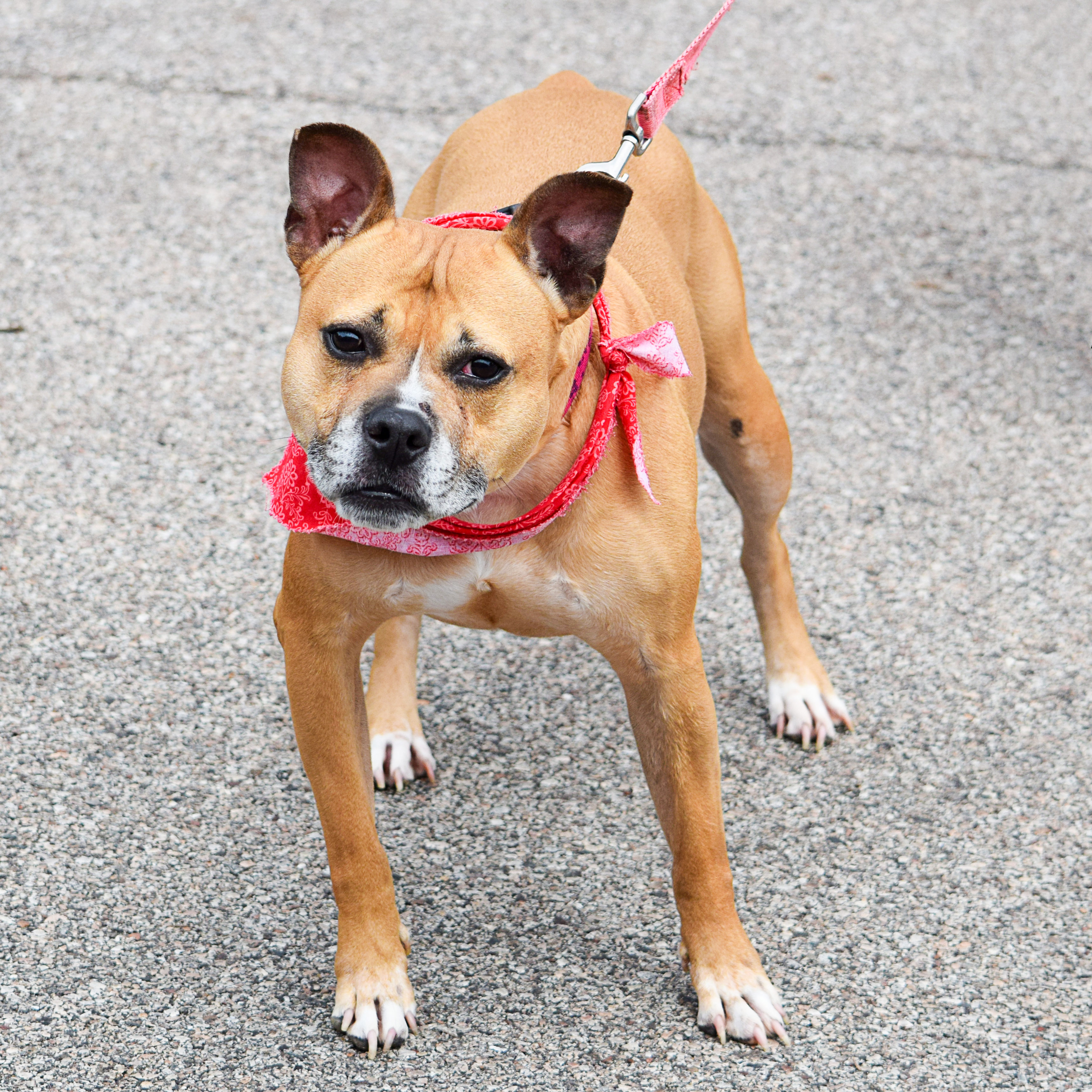 Frenchie, an adoptable American Staffordshire Terrier, Boxer in Huntley, IL, 60142 | Photo Image 6