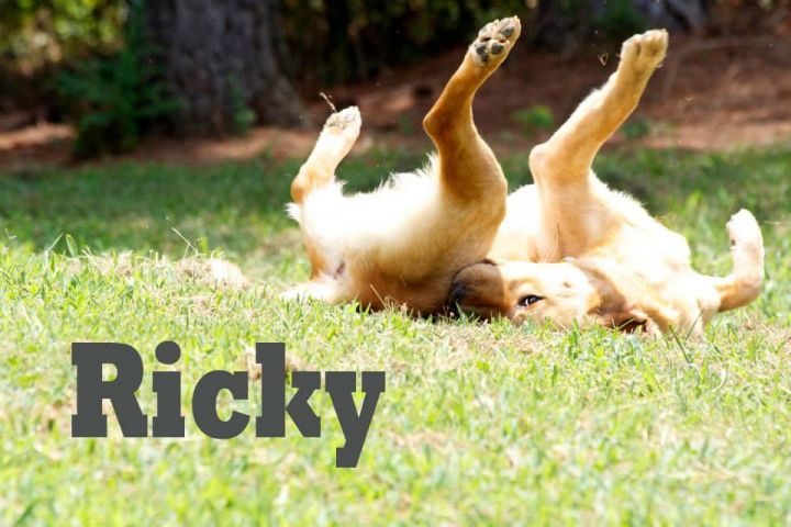 Ricky 1