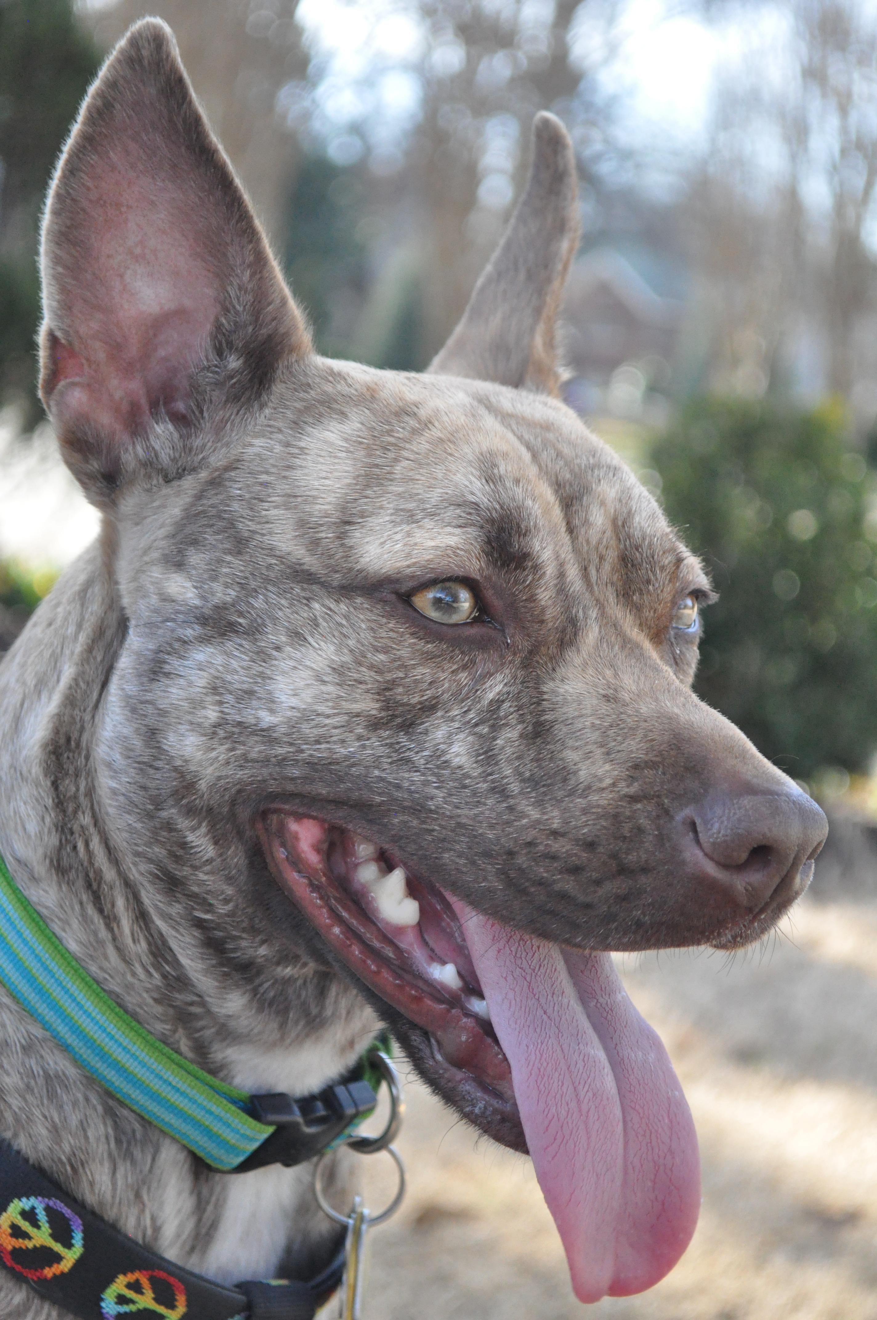 Sophe, an adoptable Australian Cattle Dog / Blue Heeler, Pit Bull Terrier in Memphis, TN, 38103 | Photo Image 2