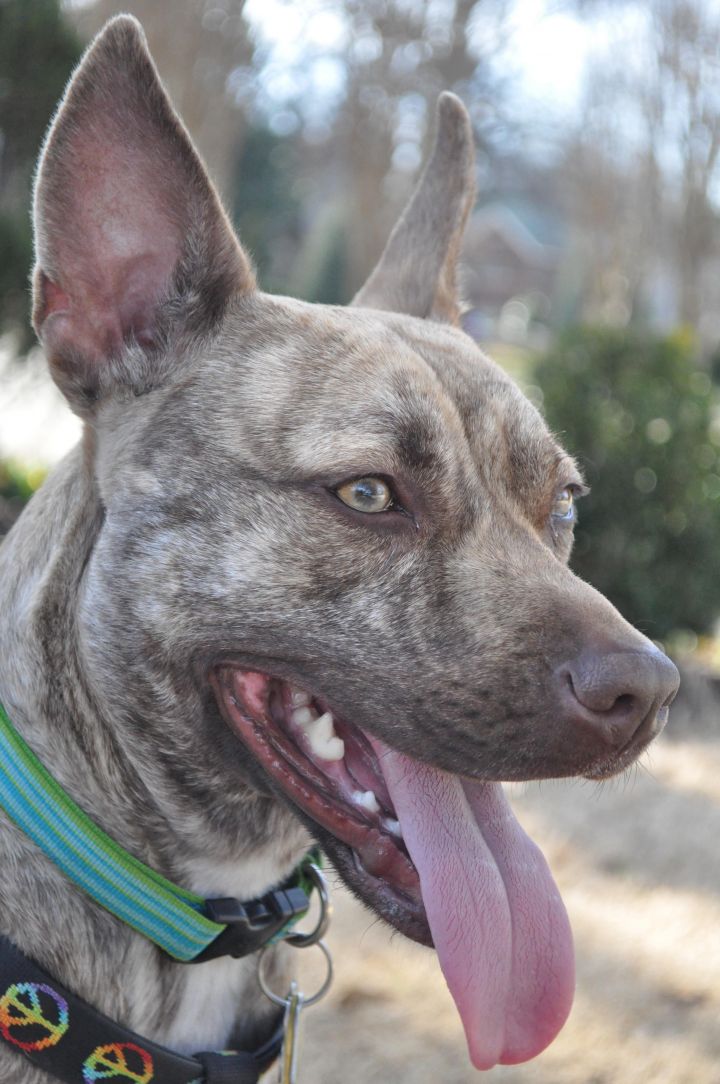 Dog adoption - Sophe, an Cattle Dog / Blue Heeler & Pit Bull Terrier Mix in Memphis, TN | Petfinder