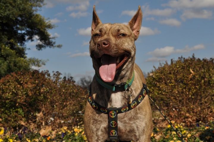Dog for adoption - Wheatley , a Pit Bull Terrier & Australian Cattle Dog /  Blue Heeler Mix in Louisville, KY