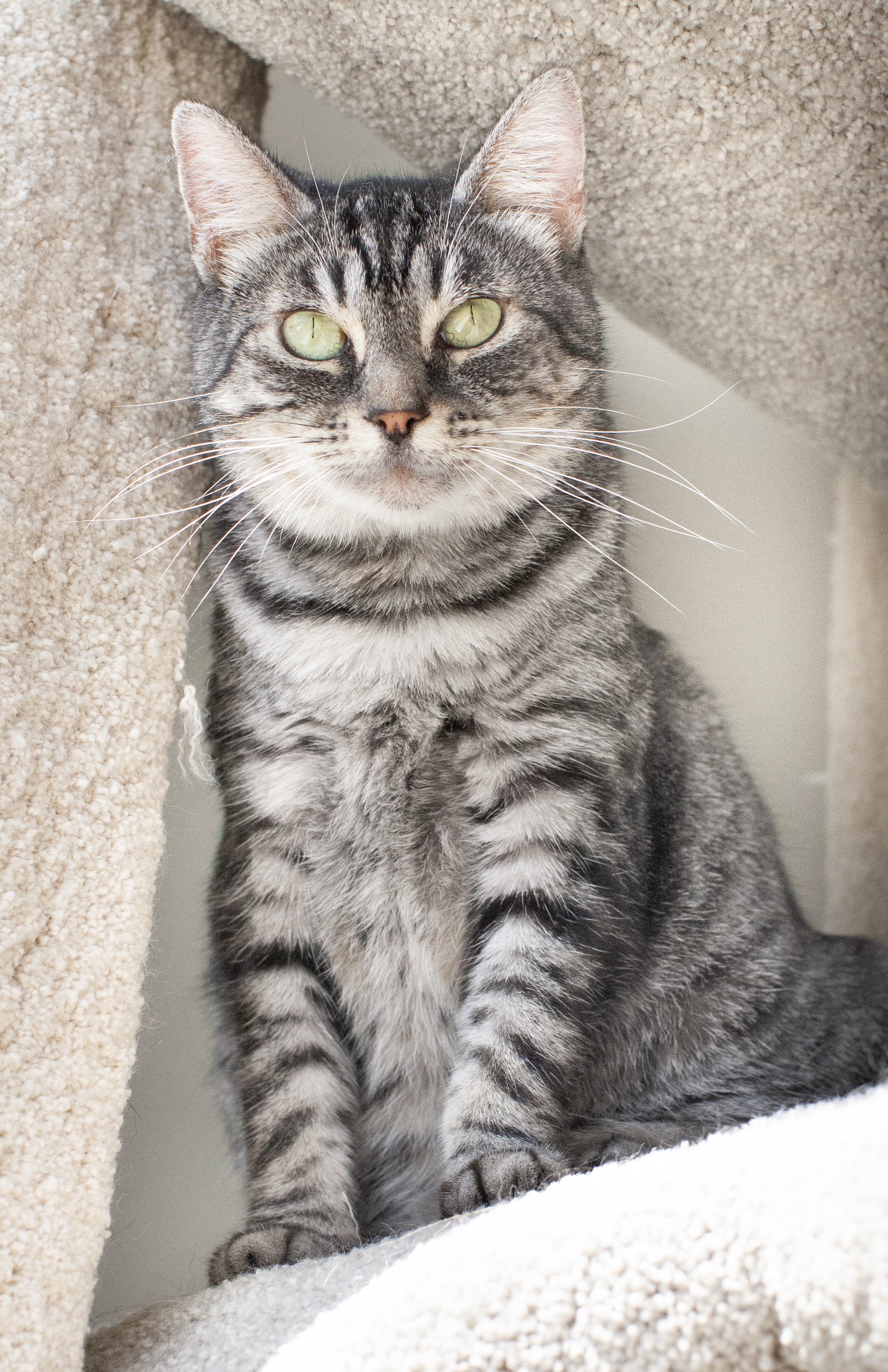 Abby and Aspen (We are part of a TRIO with Sweet Pea), an adoptable Maine Coon, Tabby in Redwood City, CA, 94062 | Photo Image 4