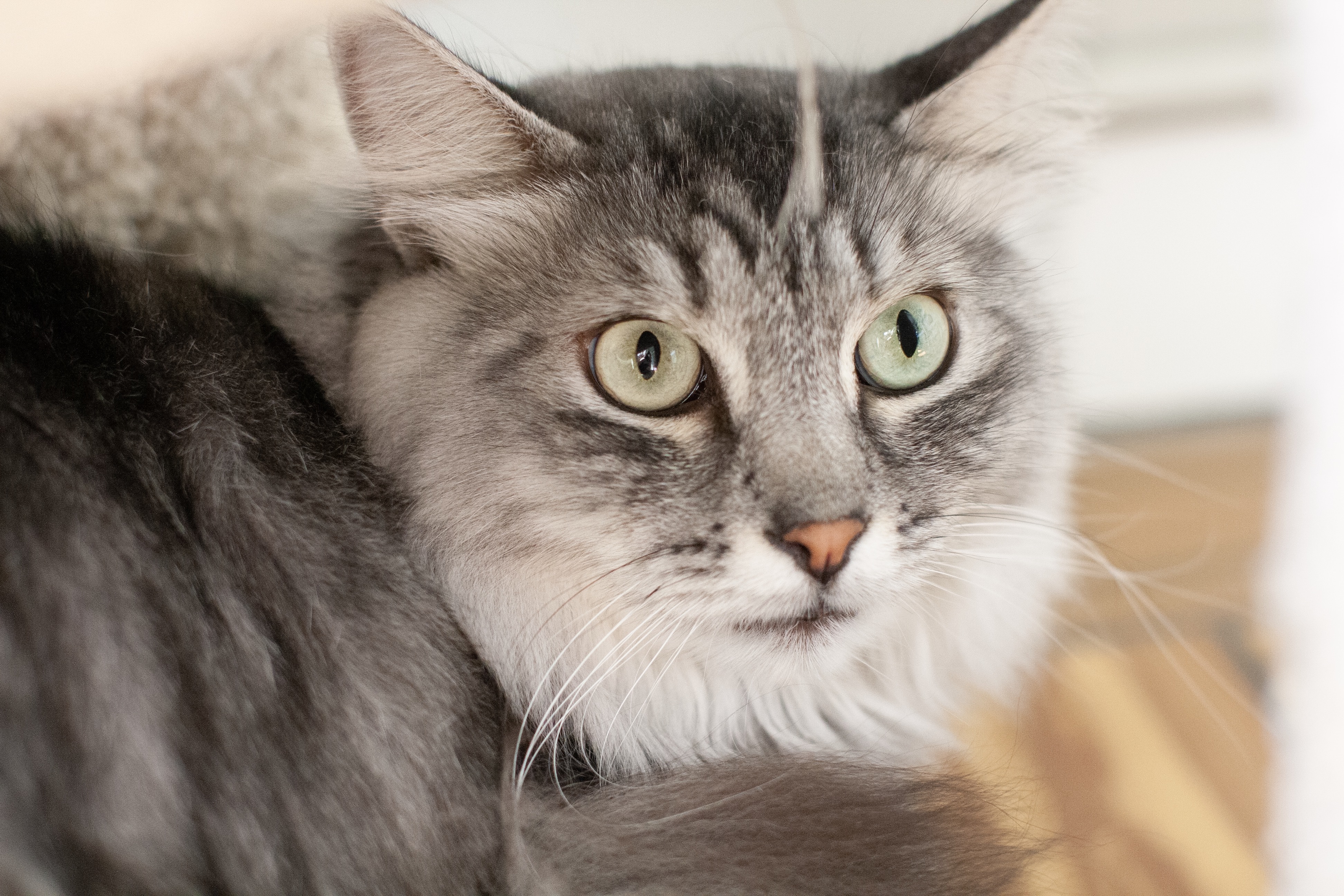 Abby and Aspen (We are part of a TRIO with Sweet Pea), an adoptable Maine Coon, Tabby in Redwood City, CA, 94062 | Photo Image 5