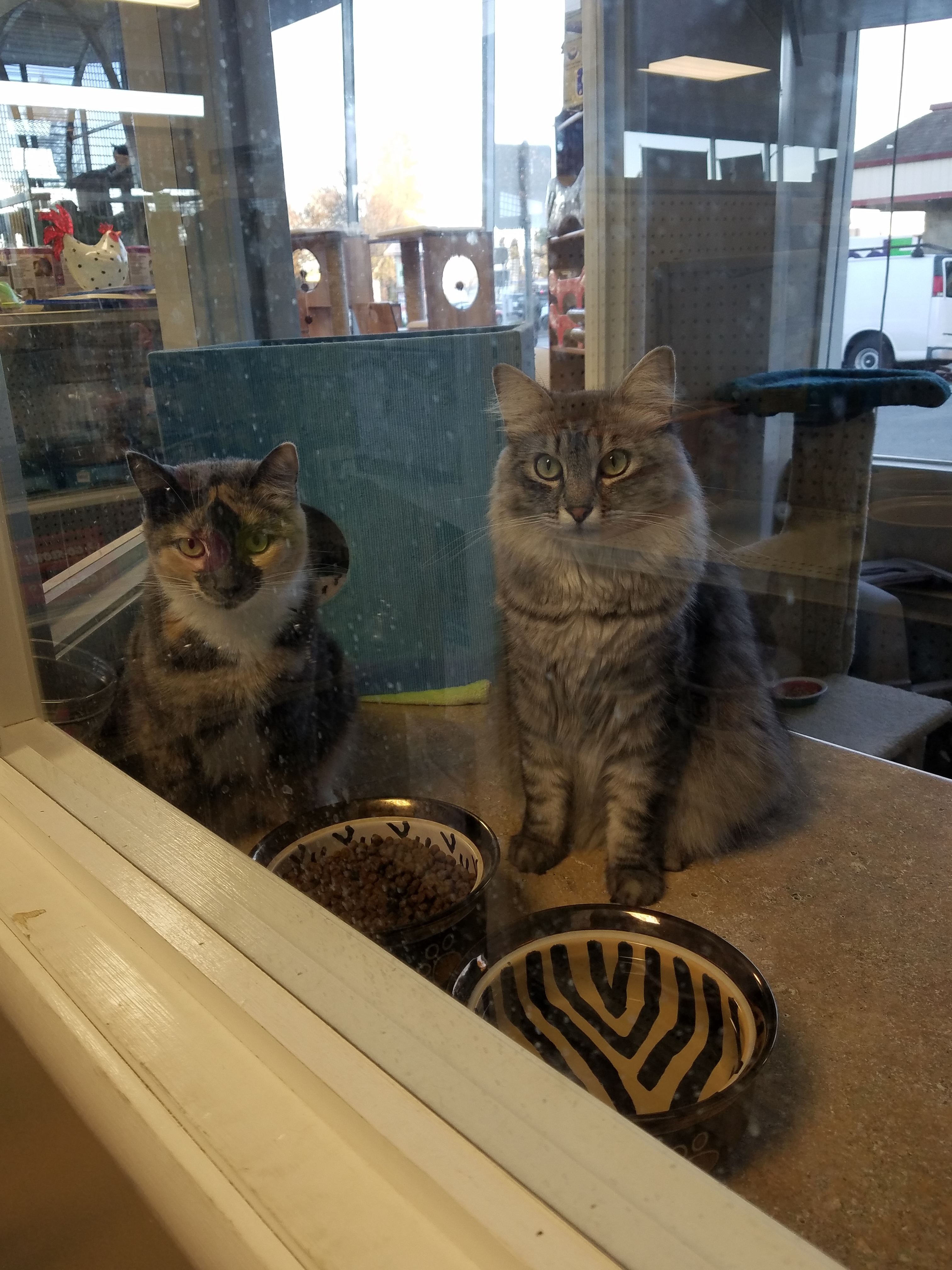 Abby and Aspen (We are part of a TRIO with Sweet Pea), an adoptable Maine Coon, Tabby in Redwood City, CA, 94062 | Photo Image 6