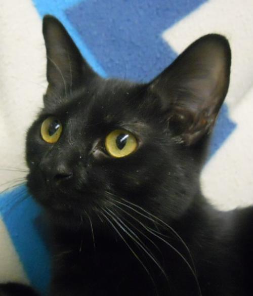 Fantasia, an adoptable Domestic Short Hair in Greenville, IL, 62246 | Photo Image 1