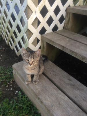 Ellie, Adult Female unknown