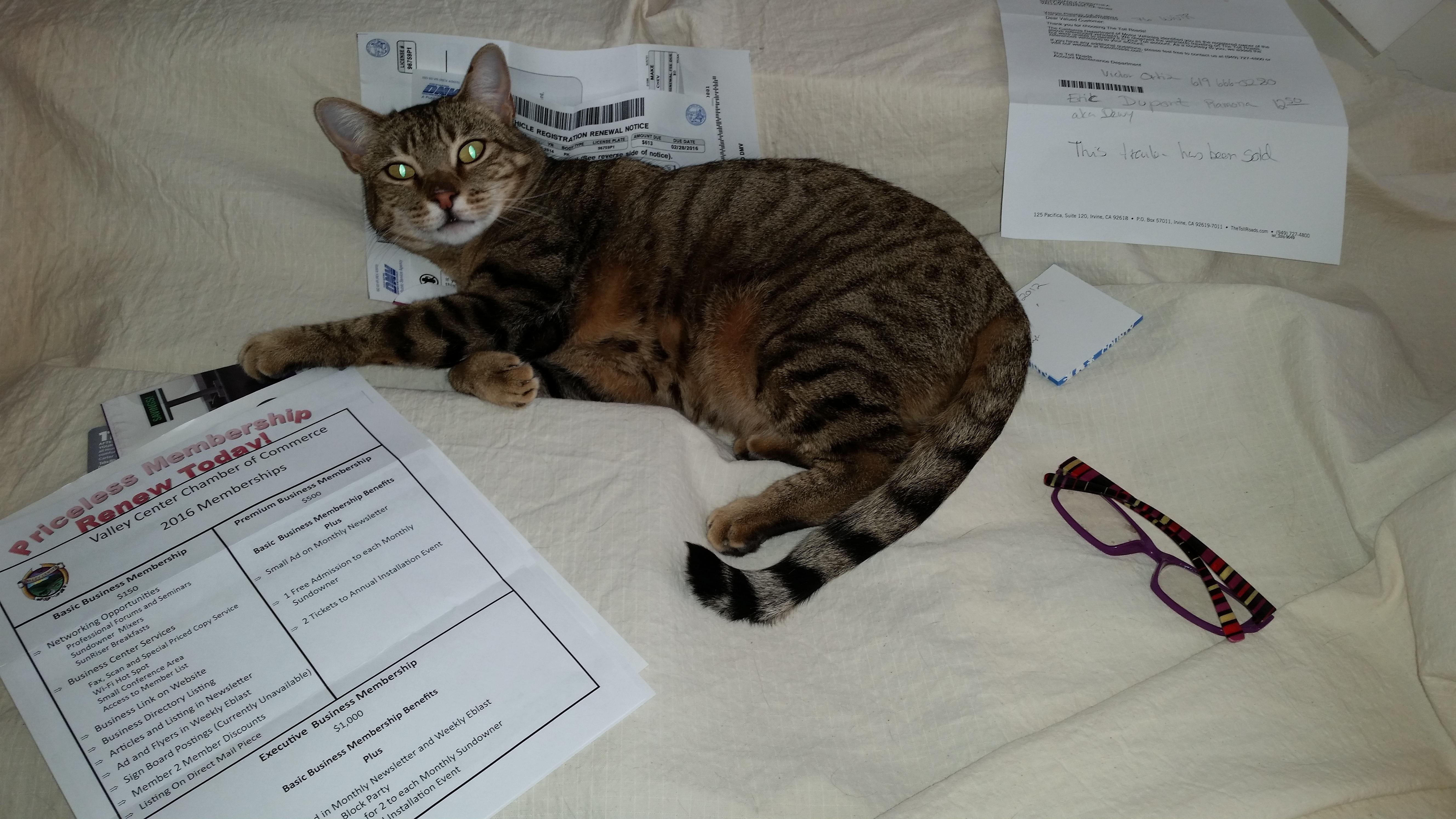 Lacy, an adoptable Bengal, Domestic Short Hair in Valley Center, CA, 92082 | Photo Image 2
